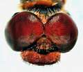 Sympetrum sanguineum